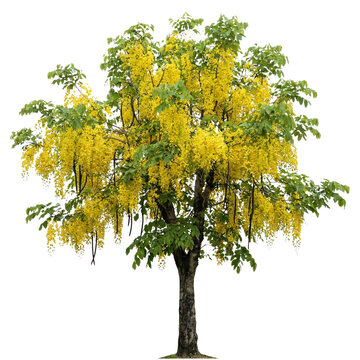 cassia fistula tree with yellow flowers on the floor on Isolated transparent background png. generated with AI