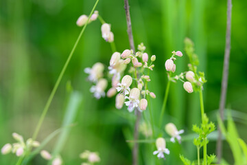 Delicate and Beautiful Wildflowers are Blooming Vibrantly in Lush Greenery All Around