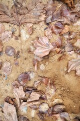 Dry leaves on the soil in the park.