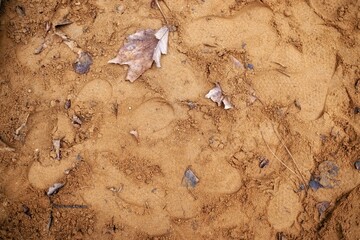 Dry leaves on the soil in the park. Natural background.