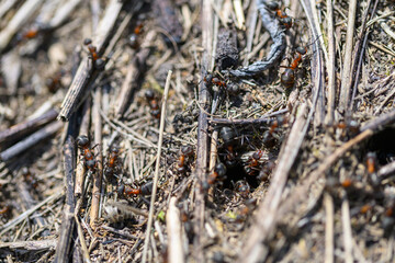 Ants can be found nesting amongst dry leaves and rich soil in the natural environment