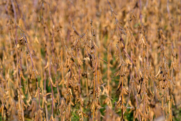 Mature soybean field in golden light, dense stands of brown pods and dry stalks filling frame, quiet rural atmosphere suggesting imminent harvest and agricultural abundance