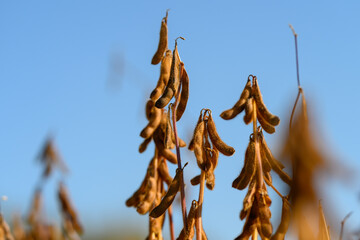 Dewkissed soybean pod macro with sparkling droplets, early morning moisture highlights pod surface and tiny hairs, ideal for natural ingredient and freshness messaging