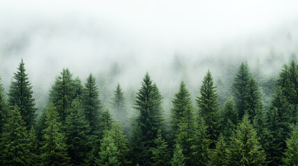 Foggy forest ridge with layered silhouettes moody evergreen trees serene atmosphere