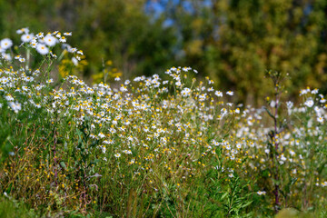 Fototapeta premium Sunny natural scenery, Bright floral field with serenity, Golden hour scene with delicate blossoms swaying, Peaceful rural landscape featuring chamomile flowers in warm sunlight