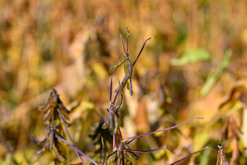 Isolated soybean branch with pods and visible seed clusters in focused macro, crisp detail useful for seed production, quality grading, and agricultural catalogs