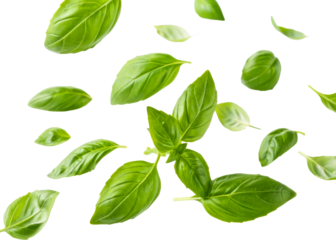 Fresh green basil leaves scattered and arranged in a vibrant culinary and health concept for cooking and garnishing food