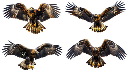 Obraz premium Illustration of a brown eagle flying isolated on white background