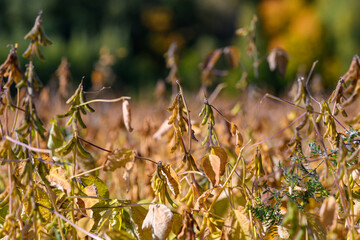 Lush pods cover open fields, Golden tones highlight agricultural abundance and worth, Vast soybean plantations showcase prolific pod development and economic significance