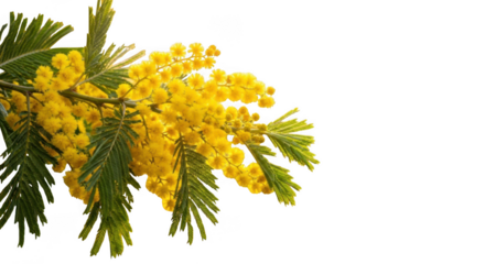 Vibrant yellow mimosa flowers bloom brightly against a with green foliage