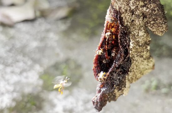 A close-up of a stingless beehive