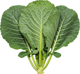 Collard Without Background
