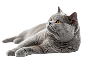 Elegant British Shorthair cat with striking orange eyes rests gracefully, perfect for pet care, animal welfare, and domestic comfort themes.
