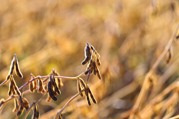 Closeup soybean pods illuminated by backlight, fine hairs and pod veins clearly visible, warm rim light creating glowing edges, intimate botanical study, rustic texture emphasized