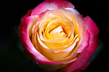 Bright blossoms evoke love mood, Vivid roses create passionate and lively setting, Stunning collection of brightly colored roses enhances romantic and joyful environment