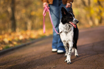 Woman walking her cute dog in autumn park, closeup. Space for text