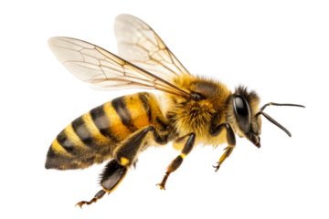 Extreme close up side view of a honey bee with detailed wings and abdomen, showcasing intricate textures and patterns, perfect for nature documentaries and insect education materials
