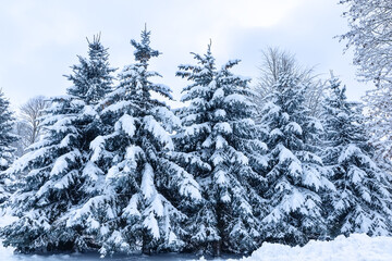 Beautiful winter landscape with snow-covered fir trees and frozen forest scene. Magical winter landscape with frozen snow-covered fir trees