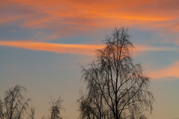 Obraz premium Vibrant Estonian sunrise with wispy orange and pink clouds behind a silhouetted bare birch tree in a winter landscape.