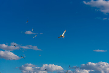 Seabirds in the coastal waters of the Mediterranean city of Mehdia, Tunisia