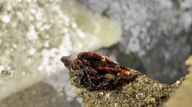 wax entrance to their hive in thailand