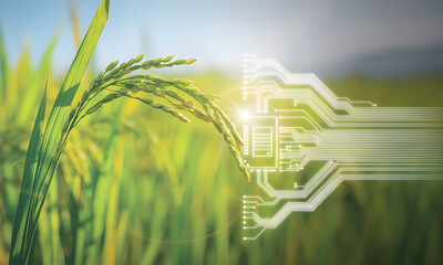 Harvesting innovation with precision agriculture for efficient farming and sustainable food production solutions