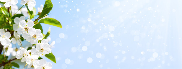 Cherry blossom branches with copy space for text, web banner. Spring time concept.