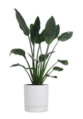 Beautiful potted bird of paradise houseplant isolated on white