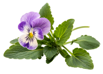 Closeup studio shot of a single purple and yellow pansy flower with green leaves, ideal for floral arrangements, gardening blogs, and spring decor themes