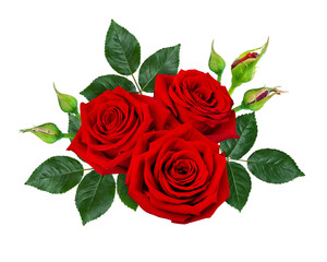 Beautiful red rose flowers with green leaves isolated on a white background.