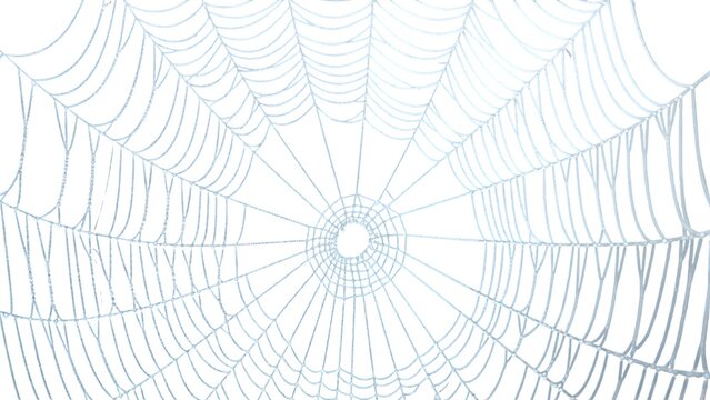 Close up of a delicate spider web covered in tiny dew drops, isolated on white background