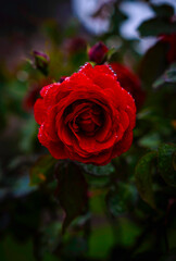 Red rose flower close‑up, wet in the rain, glistening in the winter garden.