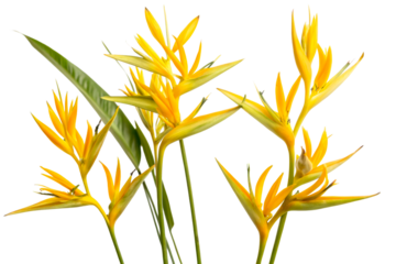 Vibrant yellow heliconia flowers with lush green leaves offer a tropical floral display perfect for exotic themes and botanical use