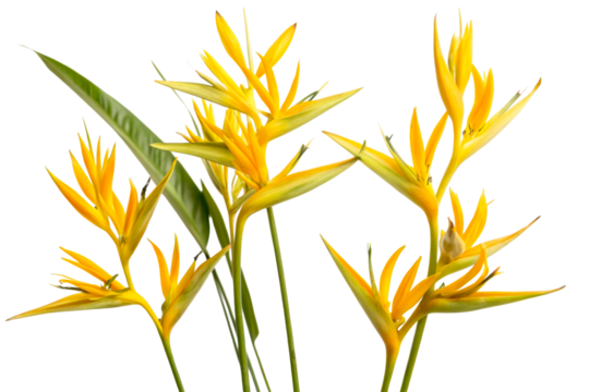 Vibrant yellow heliconia flowers with lush green leaves offer a tropical floral display perfect for exotic themes and botanical use