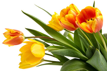 Obraz premium Fresh bunch of yellow and orange tulip flowers with lush green foliage arranged for spring holiday celebrations and romantic gestures or nature themed floral arrangements