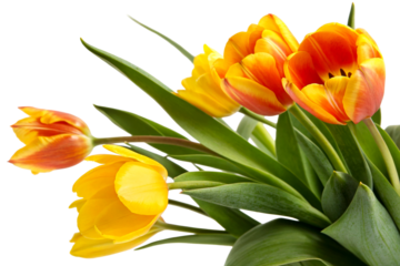 Fresh bunch of yellow and orange tulip flowers with lush green foliage arranged for spring holiday celebrations and romantic gestures or nature themed floral arrangements