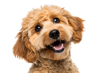 Happy brown poodle puppy with open mouth and tongue out, tilting head, perfect for pet care advertisements and animal themed projects