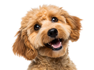 Happy brown poodle puppy with open mouth and tongue out, tilting head, perfect for pet care advertisements and animal themed projects