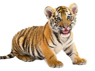 Fototapeta premium Adorable baby tiger cub with striking blue eyes and open mouth posing for a captivating animal portrait, perfect for wildlife conservation campaigns and zoo promotions.