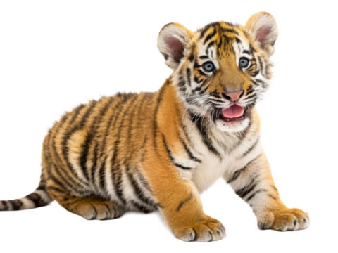 Adorable baby tiger cub with striking blue eyes and open mouth posing for a captivating animal portrait, perfect for wildlife conservation campaigns and zoo promotions.