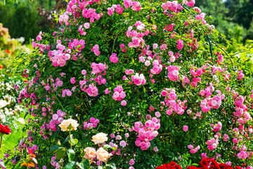 Beautiful pink roses bush in summer morning garden. Beautiful roses in nature, large inflorescence of roses on a garden bush.