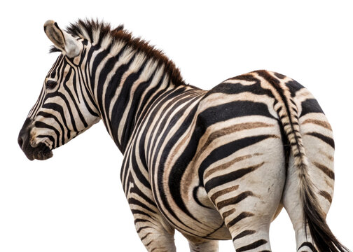 Closeup rear view of a zebra with striking black and white stripes, perfect for wildlife photography and savannathemed projects.