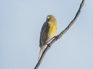 Atlantic canary perched on a branch