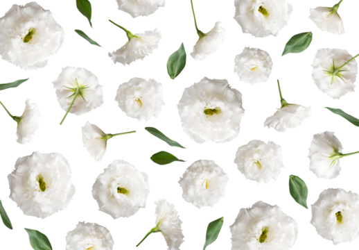 Cut-out white flowers and green eustoma leaves on transparent background. PNG objects for design, postcards, invitation layouts, March 8th, collages, wedding compositions, mockup. With clipping path