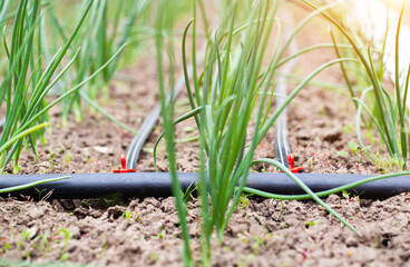 Drip irrigation at the dacha on a bed with onions, outdoor