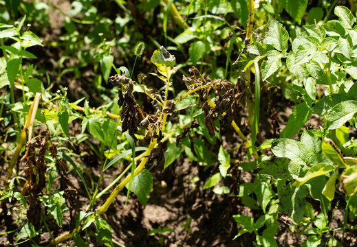 late blight disease on green potato tops, close-up