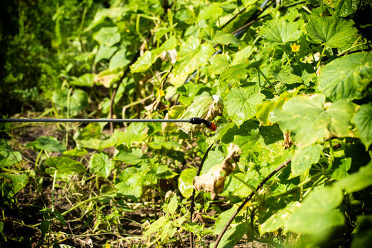 A telescopic fishing rod sprays cucumber plants at a summer cottage for feeding and growth stimulation, background. Copy space for text, permanganic acid