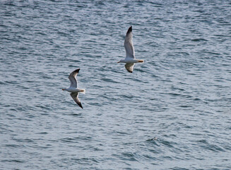 a graceful, artistic tandem of seagulls over the surface of the sea