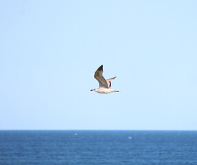 the graceful, artistic flight of a seagull over the surface of the sea