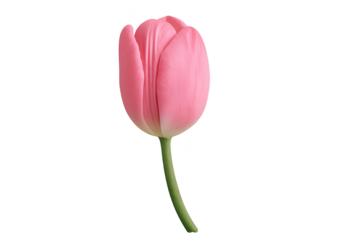Pink tulip with curved green stem isolated on transparent background